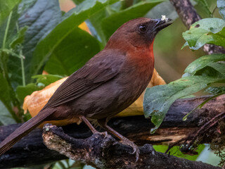 Red-throated Ant-Tanager - Habia fuscicauda in Costa Rica