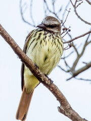 Sulphur-bellied Flycatcher - Myiodynastes luteiventris in Costa Rica