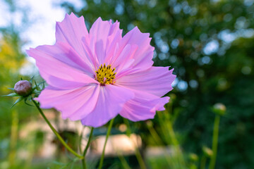 Close up of a beautiful single cosmos flower. Soft pink cosmos flower close up.