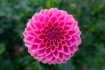Pink Sylvia dahlia flower. Beautiful bright pink colored ball variety dahlia close up.