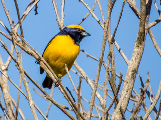 Yellow-crowned Euphonia - Euphonia luteicapilla in Costa Rica