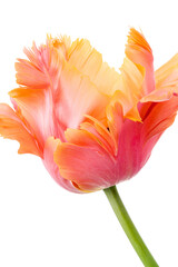 Amazing parrot. Pink and orange parrot tulip flower head isolated on white background. Specialty...
