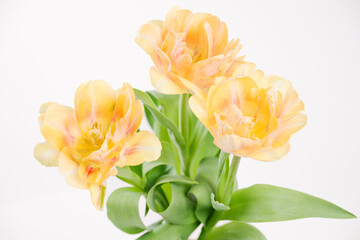 Double soft yellow tulips on a white background. Spring tulips bouquet isolated. Tulips close up.
