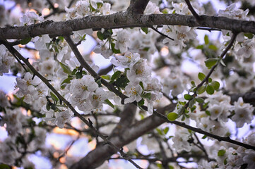 White flowers on the branch of tree in Golcuk National Park, Bolu, Turkey