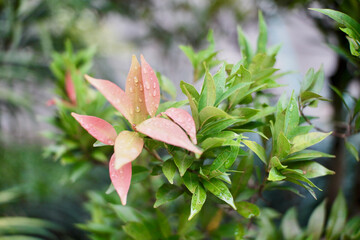 Close-Up of Red Shoot in Full Bloom with Raindrops