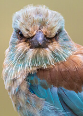Birdd of paradise