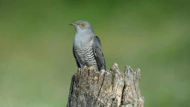 Common Cuckoo in a Mediterranean forest with the last lights of a spring afternoon