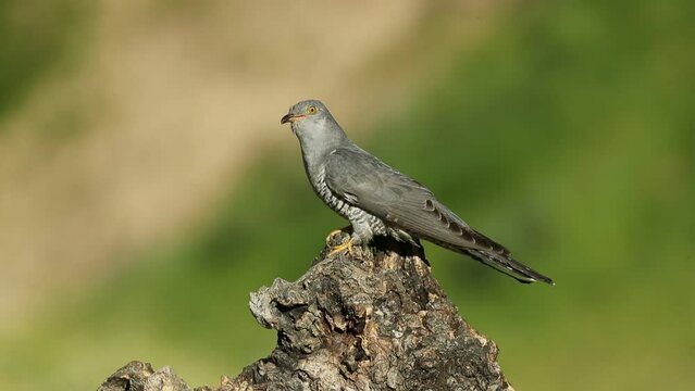 Common Cuckoo with the last light of the evening in a Mediterranean forest