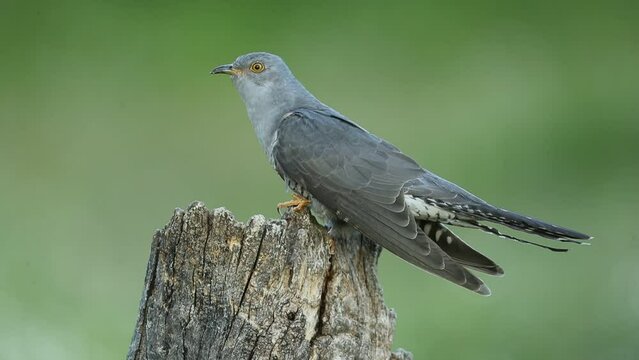 Common Cuckoo with the last light of the evening in a Mediterranean forest