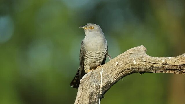 Common cuckoo on its favorite watchtower within a Mediterranean forest in its breeding territory with the last lights of a spring afternoon
