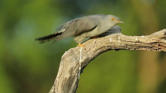 Common cuckoo on its favorite watchtower within a Mediterranean forest in its breeding territory with the last lights of a spring afternoon