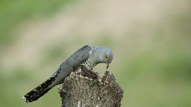 Common cuckoo on its favorite watchtower within a Mediterranean forest in its breeding territory with the last lights of a spring afternoon