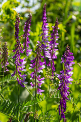 Vetch, vicia cracca valuable honey plant, fodder, and medicinal plant. Fragile purple flowers background. Woolly or Fodder Vetch blossom in spring garden