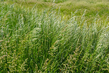 Spring field with Bromus Secalinus on a windy day