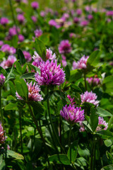 Trifolium pratense, red clover. Collect valuable flowers fn the meadow in the summer. Medicinal and honey-bearing plant, fodder and in folk medicine medically sculpted wild herbs