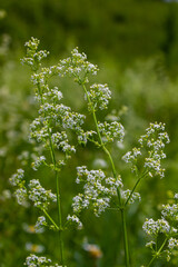 Beautiful blooming white bedstraw in June, galium album