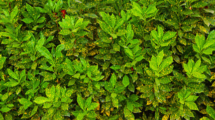 Aucuba japonica, commonly called spotted laurel, Japanese laurel, Japanese aucuba or gold dust...