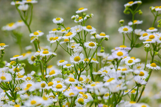 Erigeron annuus known as annual fleabane, daisy fleabane, or eastern daisy fleabane