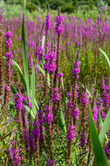 Purple loosestrife Lythrum salicaria inflorescence. Flower spike of plant in the family Lythraceae, associated with wet habitats