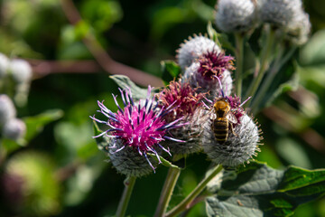 The arachnoid burdock Arctium tomentosum.Wild plants of Siberia