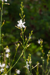 Fragile white and yellow flowers of Anthericum ramosum, star-shaped, growing in a meadow in the wild, blurred green background, warm colors, bright and sunny summer day