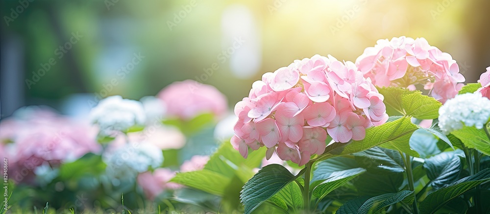 Aufkleber fresh beautiful hydrangea macrophylla sweet soft pink flower tree and green leaf in garden with blur