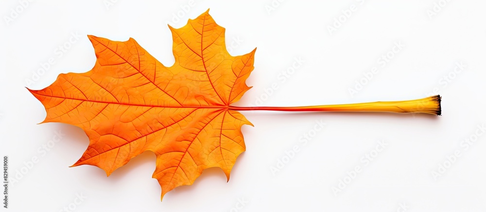 Poster Bright orange autumn natural maple leaf rolled into tube on side on white background with empty copy space Isolated for insert in design your autumn background backdrop image picture or text