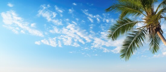 Palm tree wide blue sky and fluffy clouds in the morning Beautiful sky as background. copy space available