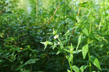 公園でハルジオンが咲いている