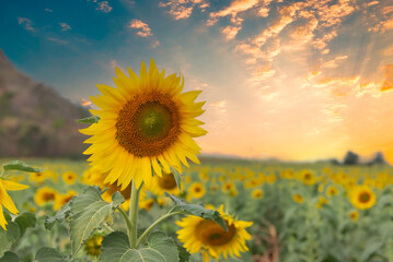 Sunset over a sunflower field