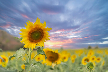 Sunset over a sunflower field