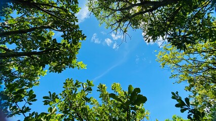 Fototapeta premium Beautiful Trees with Clouds and Sky