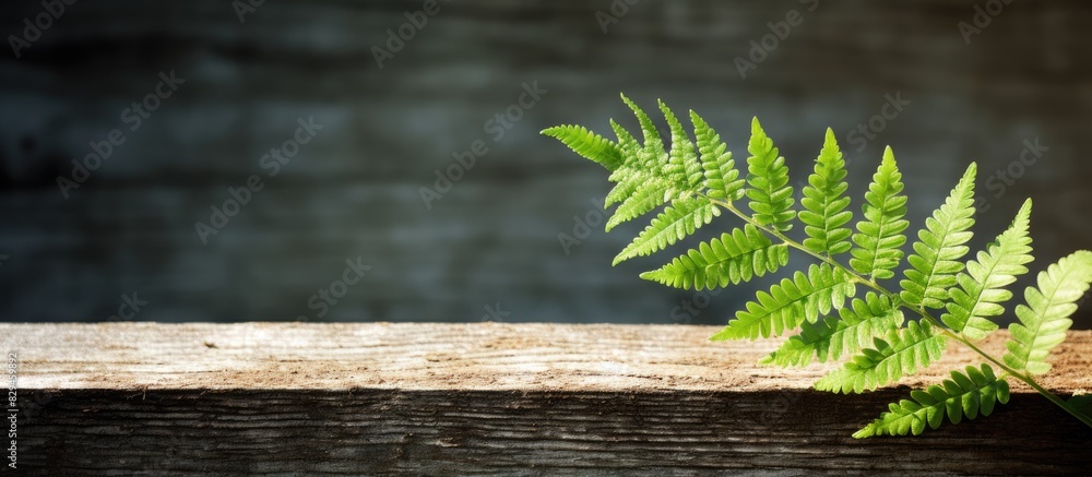 Aufkleber green fern leaf on an old wooden background the shadow of the fern sheet on a wooden background. cop
