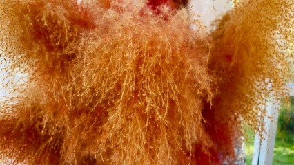 Image nature art of wings bird,Soft pastel detail of design.