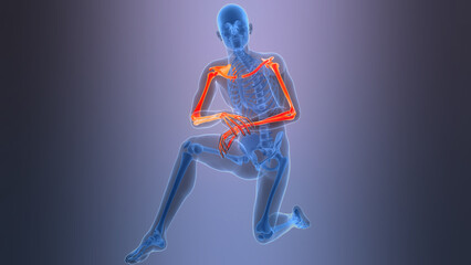 Human Skeleton System Upper Limb Bone Joints Anatomy