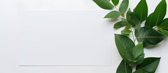 Close up of blank sheet of paper with green leave on white table Greeting card mock up Flat lay top view copy space