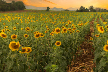 Sunset over a sunflower field