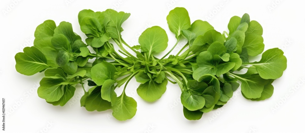 Poster a creative composition using arugula leaves featuring two leaves arranged with ample space in the ce