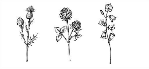Vector set of clover and bluebell, Burdock wildflowers. Hand painted meadow flowers. Graphic trefoil isolated on background. Botanical and wedding illustration. For designers, invitations, decoration