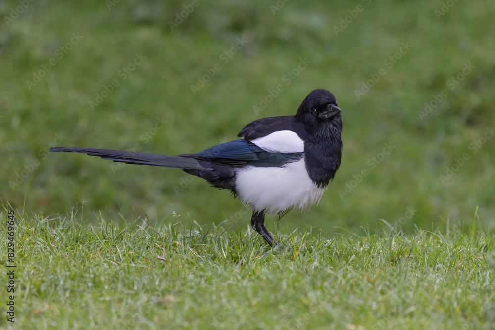 Aufkleber Standing on the grass is a magpie, Pica pica. It is standing side ways on with its head turned towards the camera. There is space for text around it.