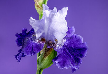 Blooming blue iris Mariposa Skies on a purple background