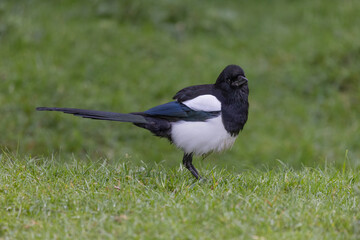 Standing on the grass is a magpie, Pica pica. It is standing side ways on with its head turned towards the camera. There is space for text around it.