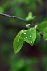rain drops on a leaf