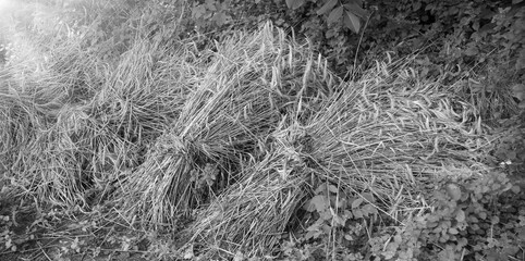 Harvested wheat in sheaves lies on the ground
