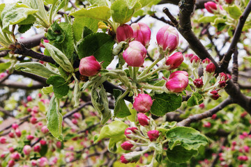 An apple tree with buds in early spring