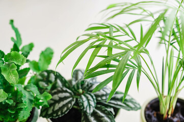 観葉植物　テーブルヤシ