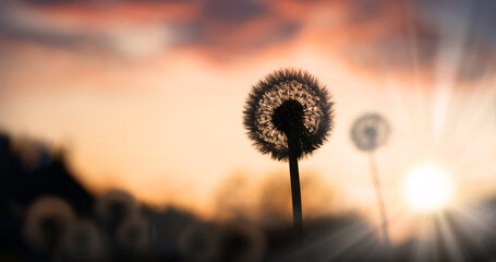 Dandelion silhouette on sunset background