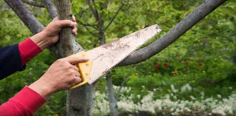 Naklejka premium Man's hands sawing a tree