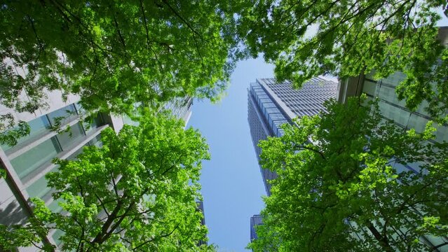 東京　丸の内仲通り　新緑