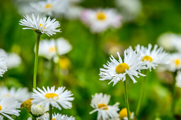 Fototapeta premium Field of chamomile daisy flowers